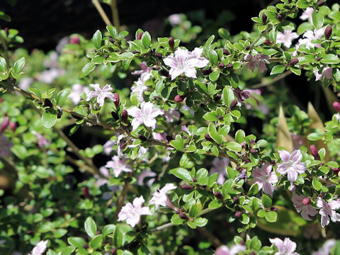 ハクチョウゲ (Serissa japonica)