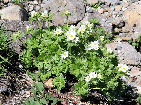 Anemone narcissiflora var. nipponica