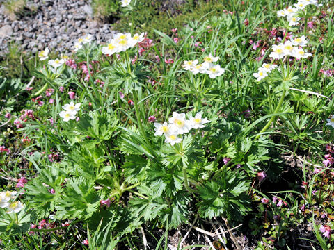 Anemone narcissiflora var. nipponica