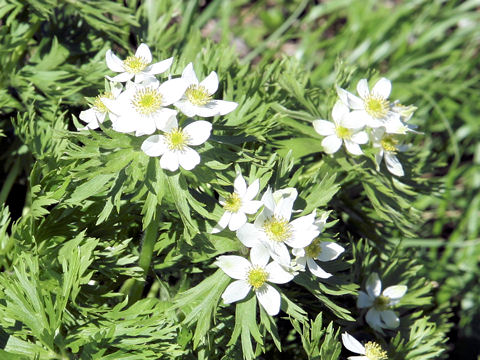 Anemone narcissiflora var. nipponica