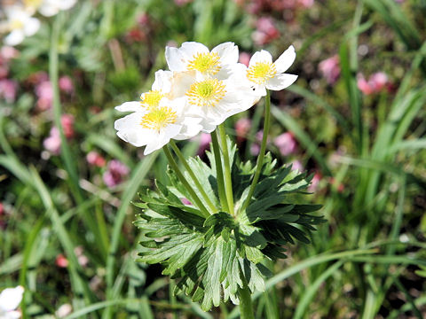 Anemone narcissiflora var. nipponica