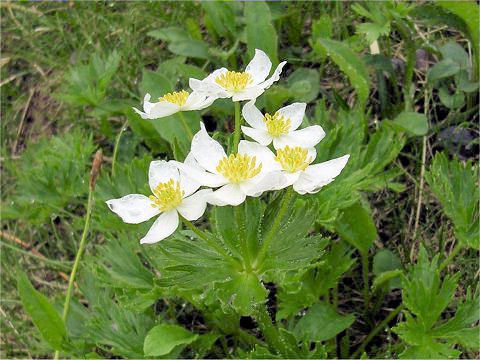 Anemone narcissiflora var. nipponica