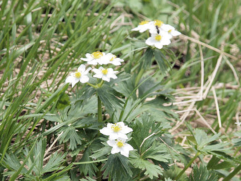 Anemone narcissiflora var. nipponica