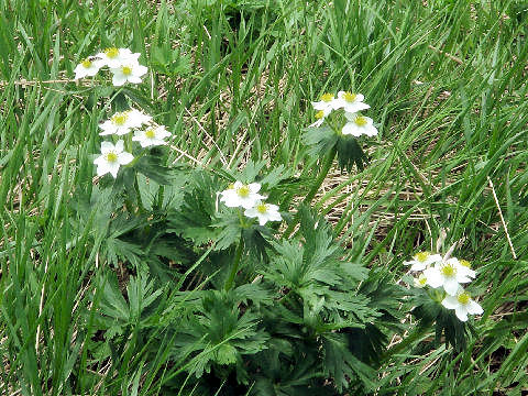 Anemone narcissiflora var. nipponica