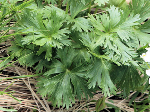 Anemone narcissiflora var. nipponica