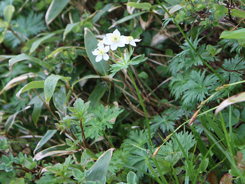 Anemone narcissiflora var. nipponica