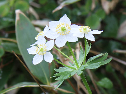 Anemone narcissiflora var. nipponica