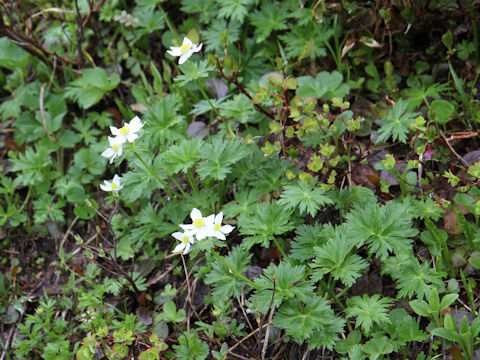 Anemone narcissiflora var. nipponica