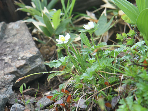 Anemone narcissiflora var. nipponica