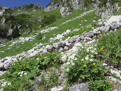 Anemone narcissiflora var. nipponica