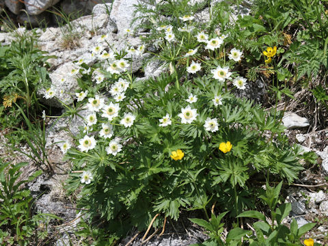 Anemone narcissiflora var. nipponica