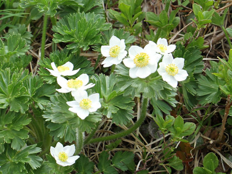 Anemone narcissiflora var. nipponica