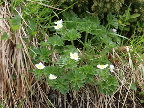 Anemone narcissiflora var. nipponica