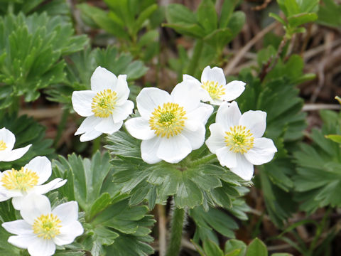 Anemone narcissiflora var. nipponica