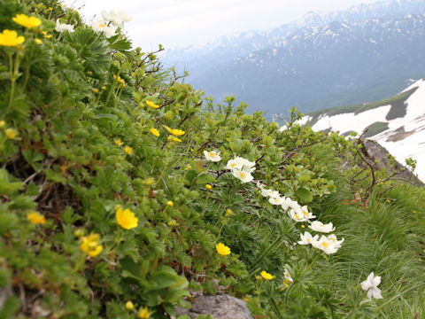 Anemone narcissiflora var. nipponica