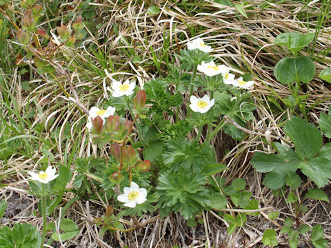 Anemone narcissiflora var. nipponica