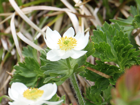 Anemone narcissiflora var. nipponica