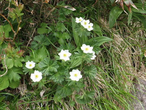 Anemone narcissiflora var. nipponica