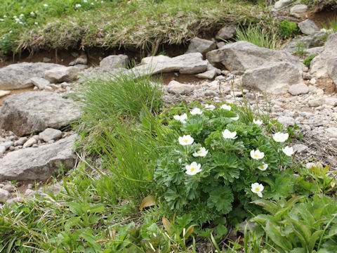 Anemone narcissiflora var. nipponica