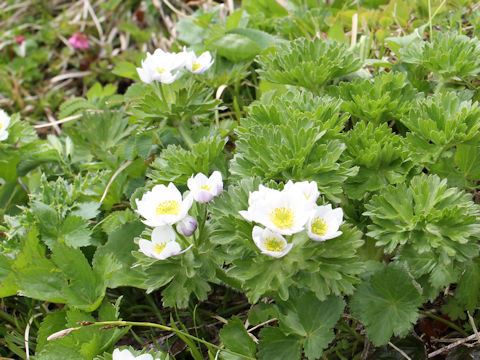 Anemone narcissiflora var. nipponica