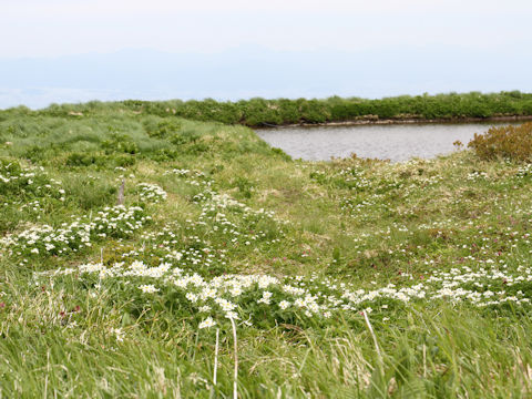 Anemone narcissiflora var. nipponica