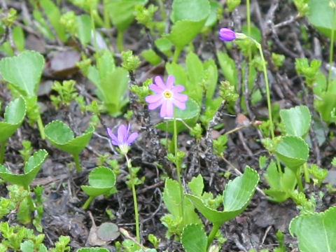 Primula cuneifolia var. hakusanensis