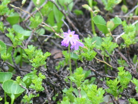 Primula cuneifolia var. hakusanensis