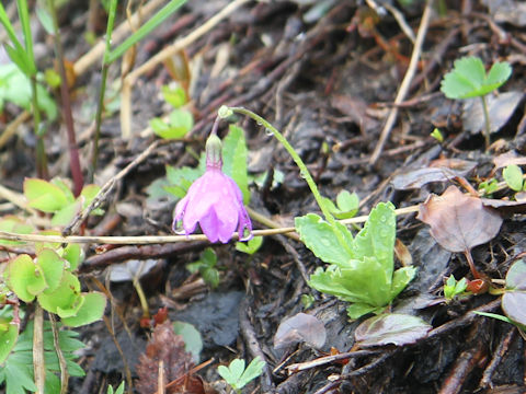 Primula cuneifolia var. hakusanensis