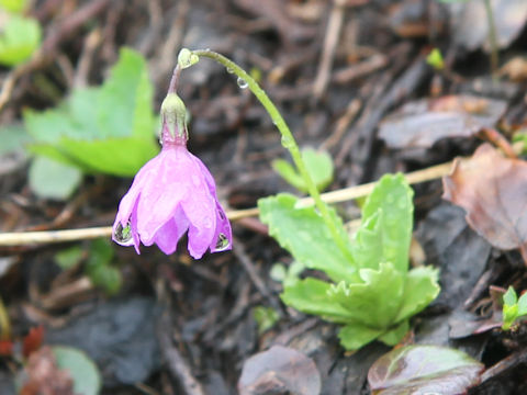 Primula cuneifolia var. hakusanensis