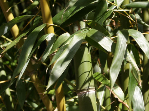 Phyllostachys bissetii