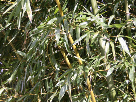 Phyllostachys bissetii