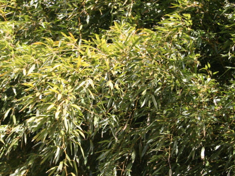 Phyllostachys bissetii