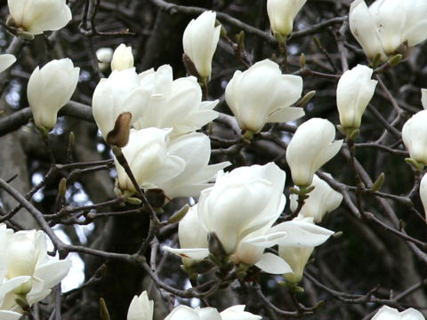 Magnolia heptapeta