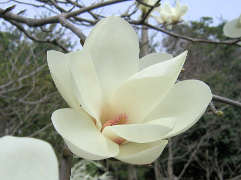 Magnolia heptapeta