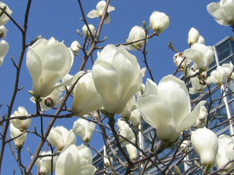 Magnolia heptapeta