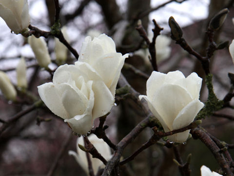 Magnolia heptapeta