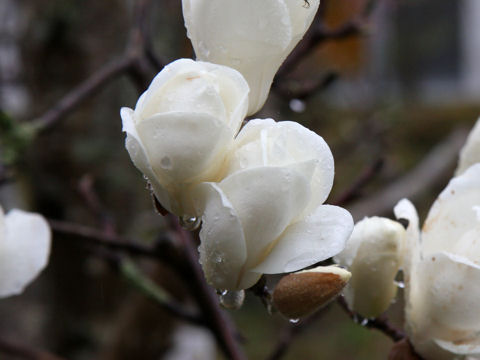 Magnolia heptapeta