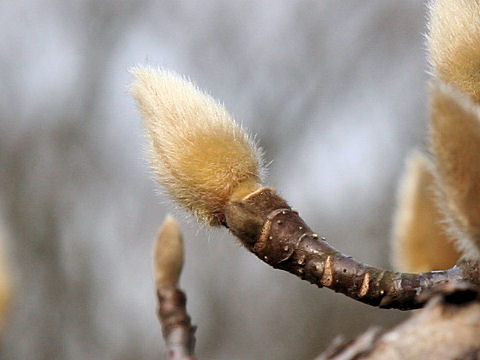 Magnolia heptapeta