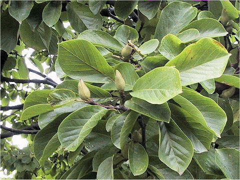 Magnolia heptapeta