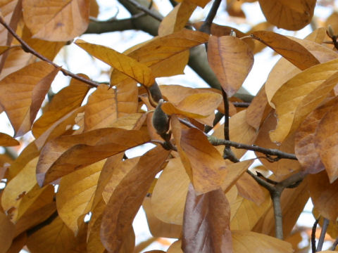 Magnolia heptapeta