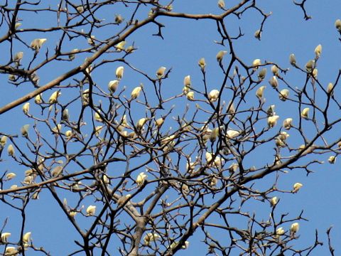 Magnolia heptapeta