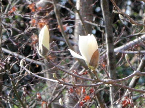 Magnolia heptapera