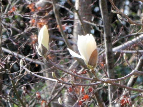 Magnolia heptapeta