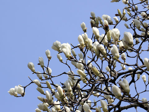 Magnolia heptapeta