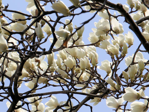 Magnolia heptapeta