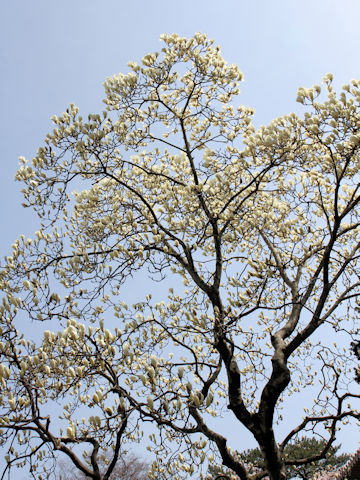 Magnolia heptapeta