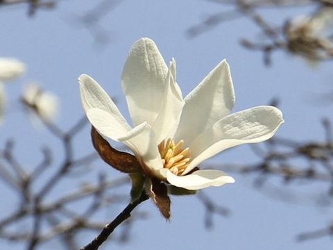 Magnolia heptapeta