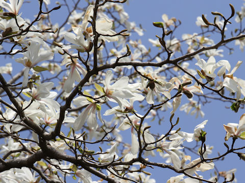 Magnolia heptapeta