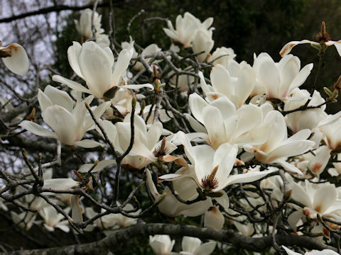 Magnolia heptapeta