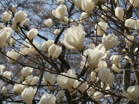 Magnolia heptapeta